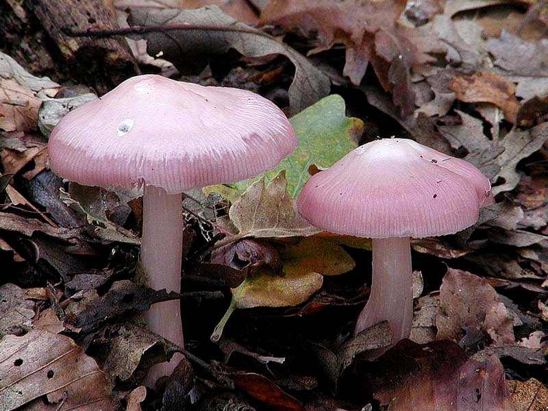 Mycena rosea.....scheda fotografica.